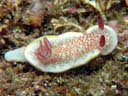 Goniobranchus tinctoria