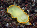 Diaphorodoris mitsuii