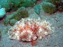 Hoplodoris armata