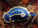 Hypselodoris festiva