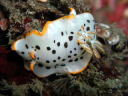 Goniobranchus orientalis