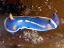 Hypselodoris festiva