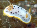 Goniobranchus orientalis