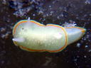 Diaphorodoris mitsuii