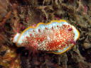 Goniobranchus tinctoria