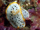 Goniobranchus orientalis