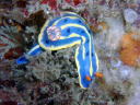 Hypselodoris festiva