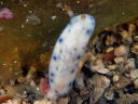 Hypselodoris sagamiensis