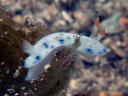 Hypselodoris sagamiensis