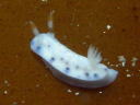 Hypselodoris sagamiensis