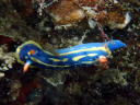 Hypselodoris festiva