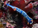 Hypselodoris festiva