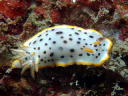 Goniobranchus orientalis