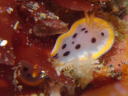 Goniobranchus orientalis