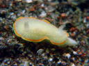 Diaphorodoris mitsuii