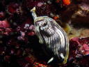 Chromodoris sp. 3