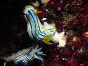 Chromodoris colemani