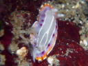 Goniobranchus decora