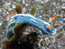 Hypselodoris festiva