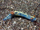 Hypselodoris festiva