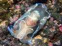 Hydatina zonata