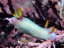 Hypselodoris bullocki