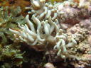 Phyllodesmium briareum