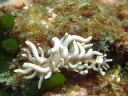 Phyllodesmium briareum