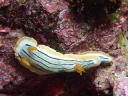 Chromodoris colemani