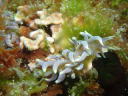 Phyllodesmium macphersonae