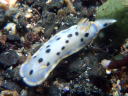 Hypselodoris placida