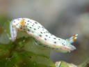 Hypselodoris bertschi