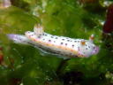 Hypselodoris bertschi