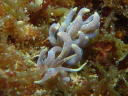 Phyllodesmium macphersonae