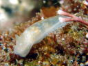 Gymnodoris okinawae