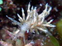 Eubranchus sp. 1