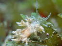 Eubranchus sp. 1