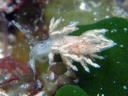 Eubranchus sp. 1