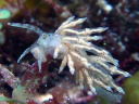 Eubranchus sp. 1