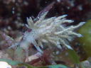 Eubranchus sp. 1