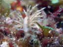 Eubranchus sp. 1