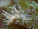 Eubranchus sp. 1