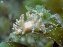 Eubranchus sp. 1