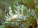 Eubranchus sp. 1