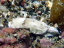 Dermatobranchus fasciatus