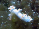 Flabellina bicolor