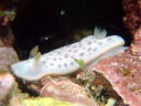 Chromodoris aspersa