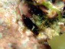 Metaruncina setoensis