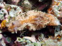 Glossodoris cincta