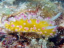 Cadlinella ornatissima